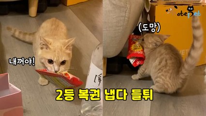 당첨 기운을 느끼고 복권 물고 도망간 고양이 '확인해보니 2등 당첨!'