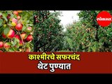 Kashmiri Apples | काश्मीरचे Apple थेट पुण्यात | Hello Pune