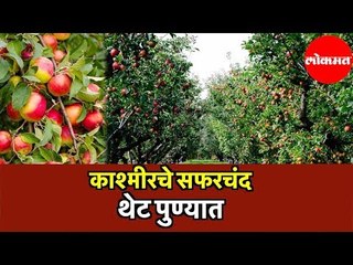 Kashmiri Apples | काश्मीरचे Apple थेट पुण्यात | Hello Pune