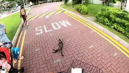 CAT MEOWS AND REFUSE TO GIVE WAY, KIND UNCLE "PERSUADES IT"