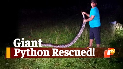 15-Ft Python Rescued From Roadside In Odisha Village