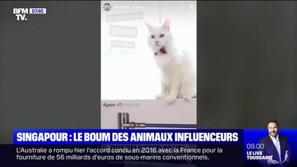 À Singapour, le boom des chats et chiens influenceurs