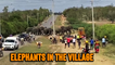 'Herd of elephants crosses busy road in Kenya in their quest for fresh water'