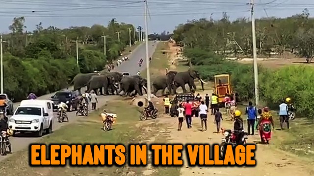 'Herd of elephants crosses busy road in Kenya in their quest for fresh water'