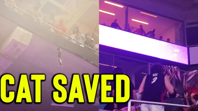 'Crowd bursts into cheers as Miami Hurricane fans catch a falling cat in US flag '
