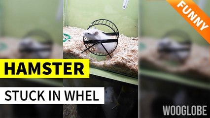'Cute Hamster Will Stop at Nothing to Escape his Wheel | Try Not to Laugh'