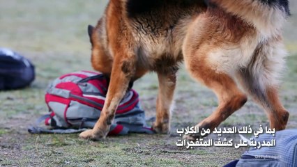 إجلاء الجيش الأمريكي يتسبب بترك عشرات الكلاب في أفغانستان