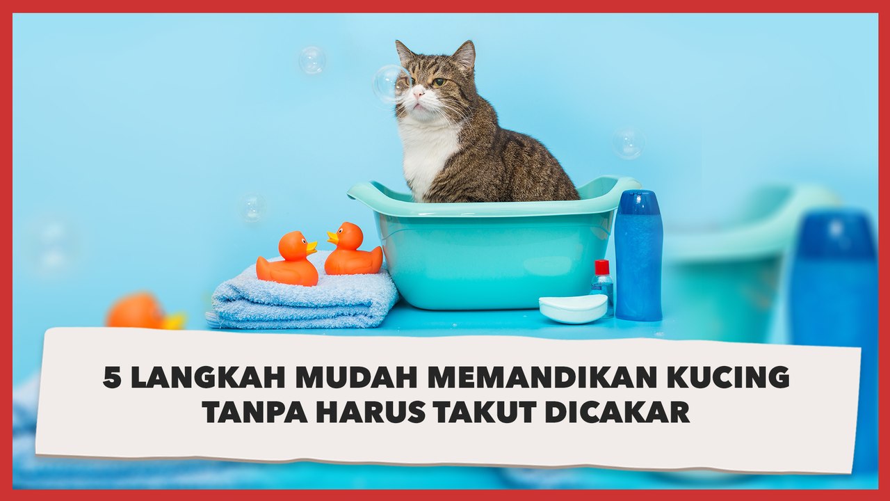 5 Langkah Mudah Memandikan Kucing Tanpa Harus Takut Dicakar