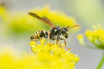 Lorsque l'on déguste une figue, on mange aussi un insecte, mais lequel ?