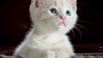 The most beautiful cats in the world, for lovers of beautiful cats