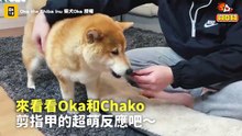 全身細胞抗拒剪指甲！柴柴像條蟲蠕動哀哀叫