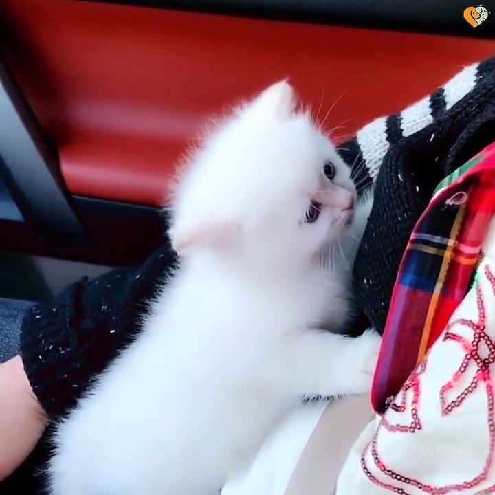 Marshmallow Munchkin Kittens So Cute It Hurts! - فيديو Dailymotion