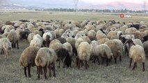 Yüksekovalı çobanlar kuraklığa rağmen koyunlarını otlatmaya çalışıyor