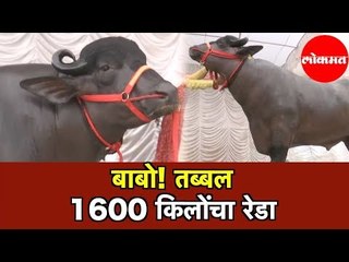 तब्बल 1600 KG चा रेडा कधी पाहिला आहे का? Hyderabad News