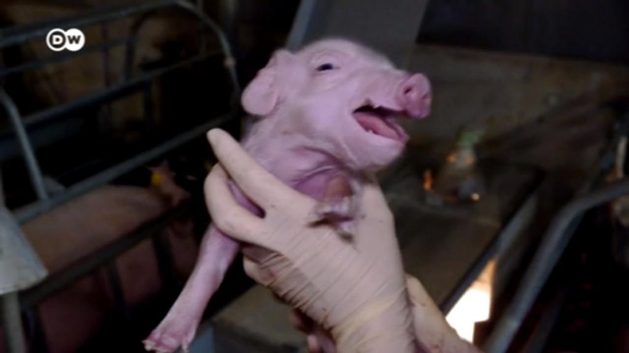 Preisdruck bei Schweinefleisch