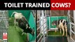 Cows Toilet Trained To Reduce Greenhouse Gas Emissions