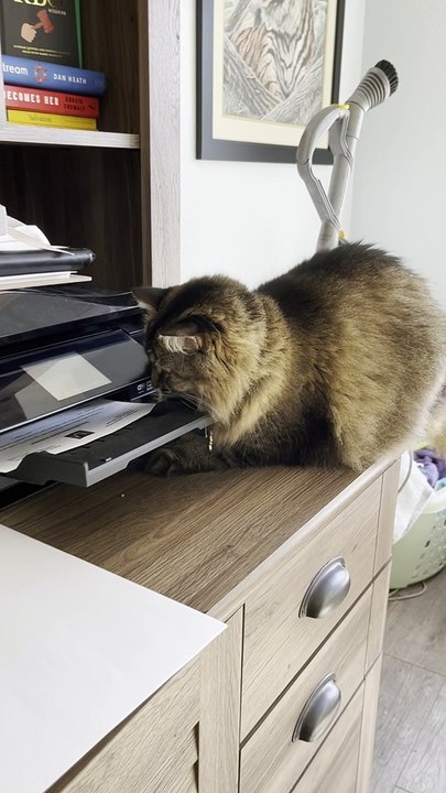 Printing Paper Keeps Kitty Occupied