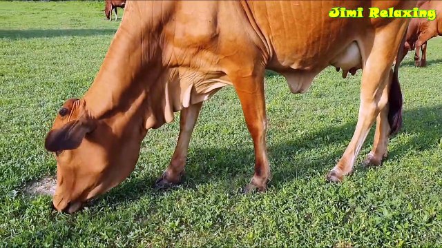 Relax With Natural Mountain Views And The Herd Of Cows Grazing | Relaxing Nature Videos