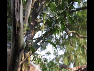 Relaxing Music, Meditation, Stress Relief, Deep Sleep Music, Study Music