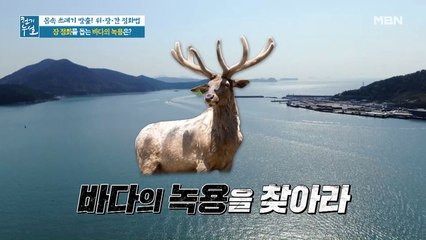 독소의 통로, 장 정화 돕는 바다의 녹용을 찾아라!