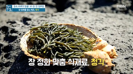 장 정화 맞춤 해초 '청각' (ft. 김치에 활용하면 좋은 점)