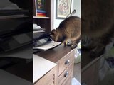 Printing Paper Keeps Kitty Occupied