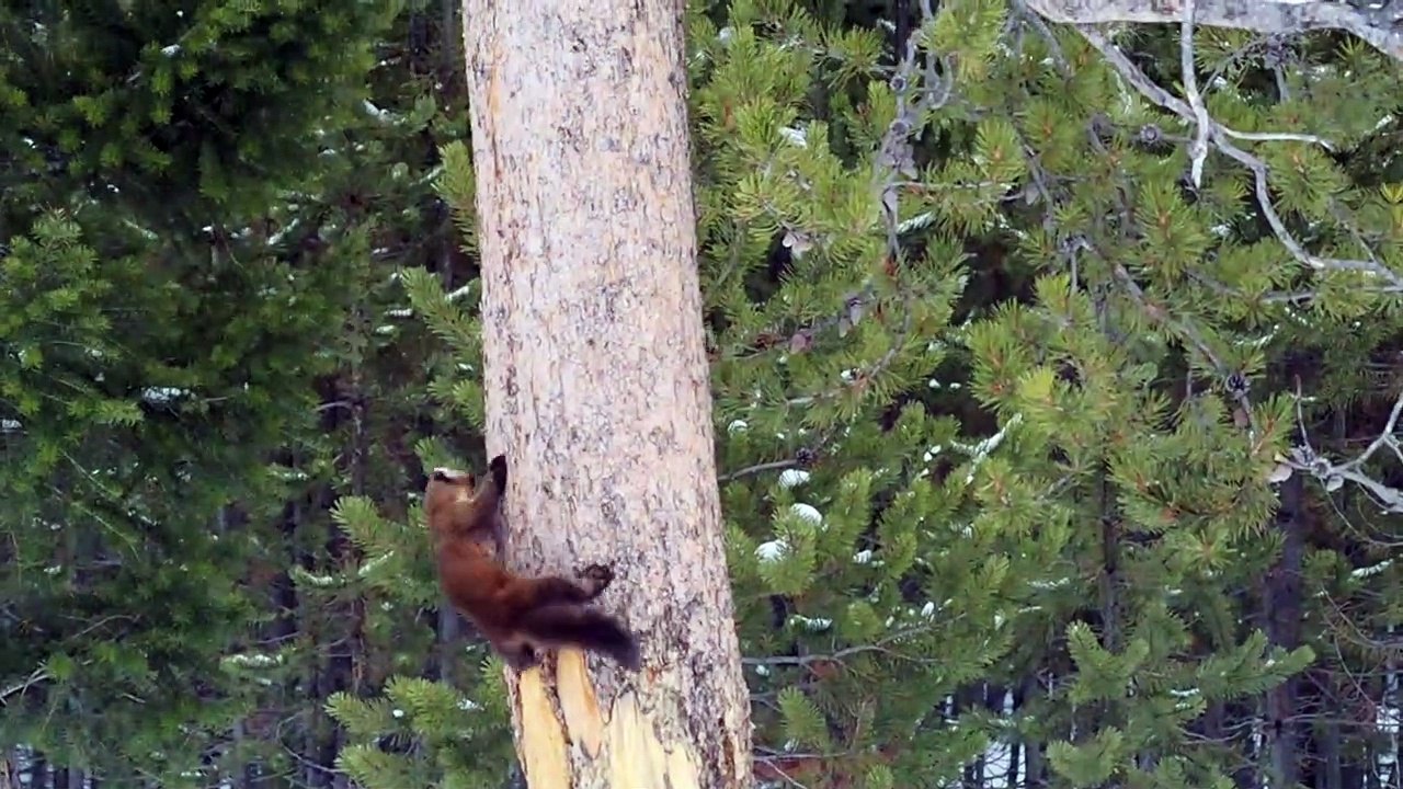 Pine Marten Chases Red Squirrel
