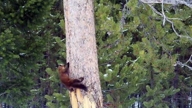 Pine Marten Chases Red Squirrel