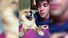 Funny Animals Compilation - Cute Dogs And Cats That Will Make You Laugh