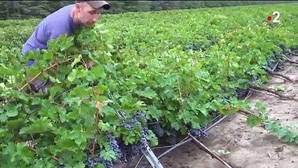 Gard : des intempéries destructrices pour les agriculteurs