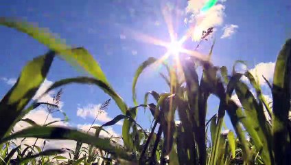 (17-09-2021) TOPO récolte patate 2021