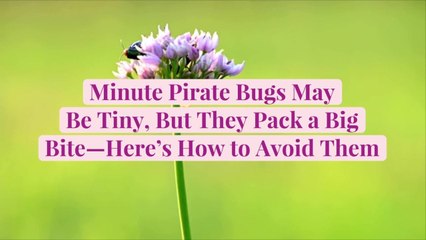 Minute Pirate Bugs May Be Tiny, But They Pack a Big Bite—Here's How to Avoid Them