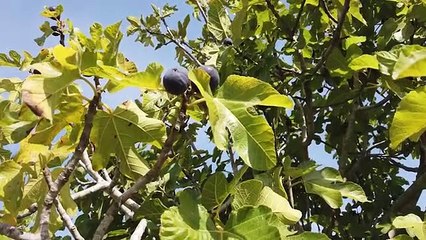 Scienza & Salute: tutte le bontà del fico