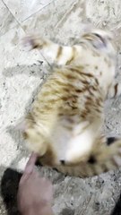 Fish the Cat Swings in Favorite Fighting Stance