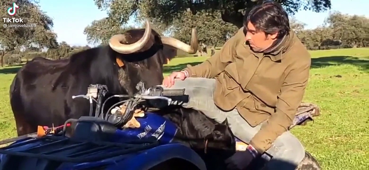 Cette vache ne veut pas qu'on lui prenne son petit...