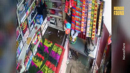 Joven escapa de su tienda luego de que una serpiente le cayera del techo por estar persiguiendo a un ratón
