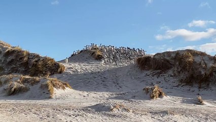 Penguin Rookery Quickly Runs Away