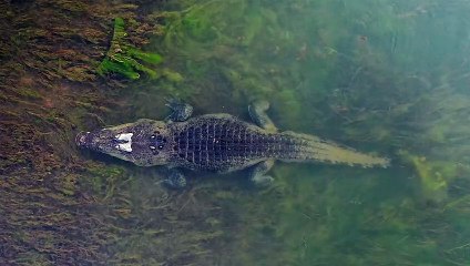Saltwater Crocodile Slowly Disappears