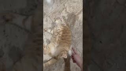 Fish the Cat Swings in Favorite Fighting Stance