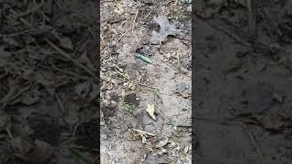 Wasp Drags Caterpillar Into Hidden Hole