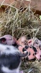 Day Old Piglets Cuddle and Kiss