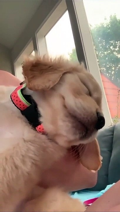 My dog is in deep sleep