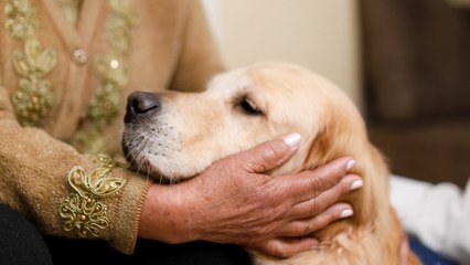 Therapy Dogs Lend Calming Paws At Covid Vaccine Clinics