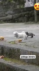 Puppy and the chicks