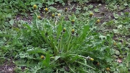 BEAUTIFUL FOLK VOCAL MUSIC/⁣PORKALAM TAMIL MOVIE BGM