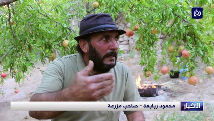 التين والرمان.. جمال يزيد روعة وادي الريان في الكورة باربد