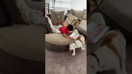 Bulldog Spinning Nephew in Chair