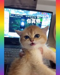 34_ Cute and Funny Cat Videos Compilation _- short ( 1360 X 1088 )