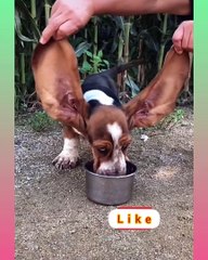 68_ Cute and Funny Dog Videos Compilation,_dog2__dog2_ _- short ( 1360 X 1088 )