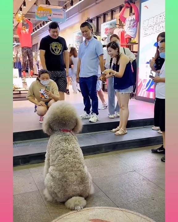 66_ Cute and Funny Dog Videos Compilation,_dog2__dog2_ _- short ( 1360 X 1088 )